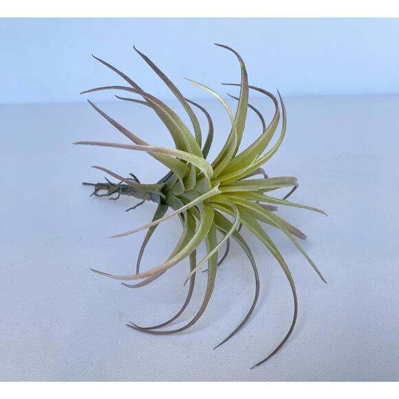Artificial Air Plant - large Faux Air Plant Pick, Tillandsia Lonantha - Picture 2 of 6
